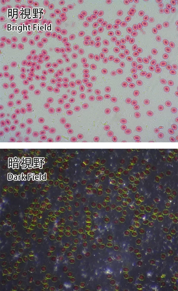 數位顯微鏡專用 明/暗視野切換背光源 BL-CDW(MDS-311)|Dino-Lite：圖片 3