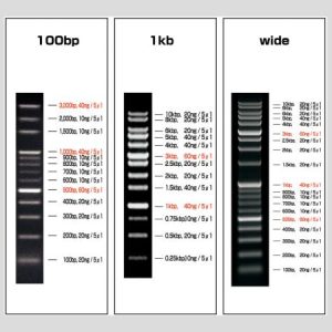 DNA Ladder Marker 分子量標準品 |VIOLAMOビオラモ